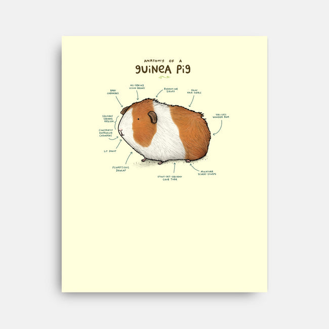 Anatomy of a Guinea Pig-none stretched canvas-SophieCorrigan