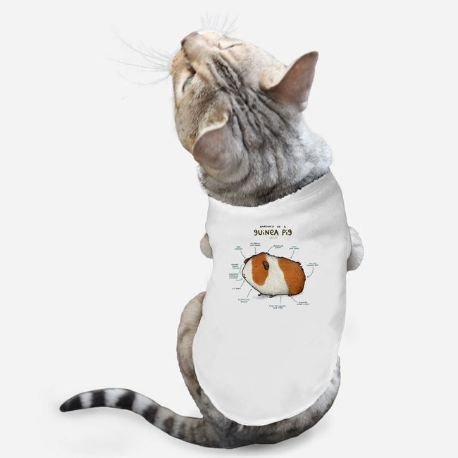 Anatomy of a Guinea Pig-cat basic pet tank-SophieCorrigan