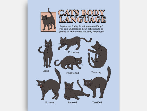 Cats Body Language