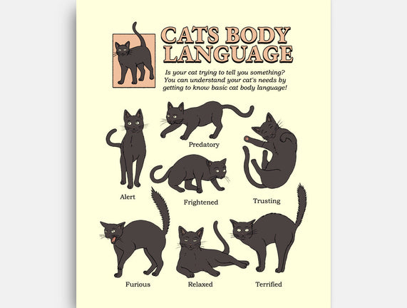 Cats Body Language